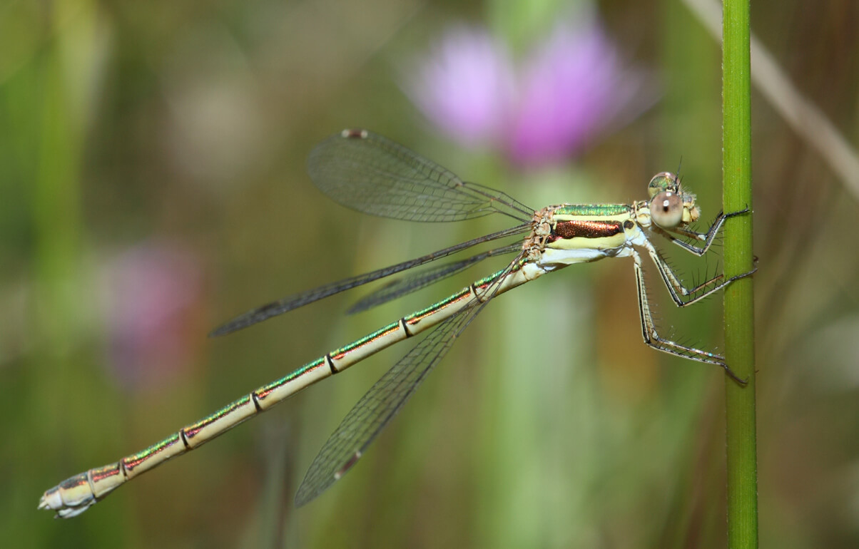 Female Southern Emerald Damselfly by Antonio